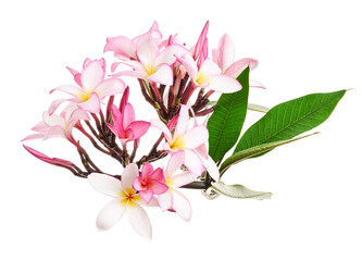 Pink Plumeria flowers (Frangipani), Fragrant pink flower blooming on branch, isolated on white background, with clipping path 
