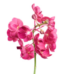 Obraz premium Vanda Orchids, Pink Orchids isolated on white background, with clipping path