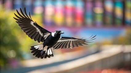 Australian Magpie Flying with Spread Wings and Colorful Blurred Background