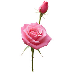 Pink Rose's Beauty Unveiled: A delicate pink rose, its petals fully bloomed, stands gracefully alongside a closed bud, showcasing the tender transition of nature's beauty.