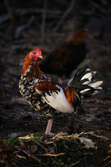 Gallo observando su entorno.