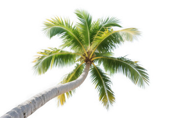A vibrant green coconut palm tree trunk and fronds curving upwards against a clear sky isolated on transparent background