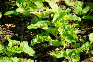 Brassica juncea sapling small leaf on the vegetable plot in the garden in the morning There is a sunny show.			