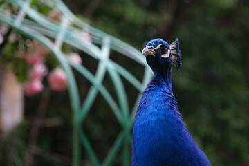 Obraz premium Pavo real paseando en parque.