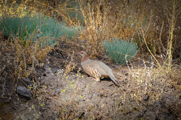 Perdiz moruna escarbando en la naturaleza en busca de comida.