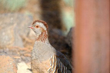 Perdiz moruna caminando en la naturaleza.