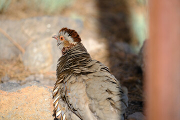 Perdiz moruna caminando en la naturaleza.