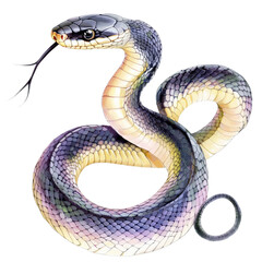 Fototapeta premium Detailed illustration of a realistic snake with a coiled body, textured scales, and a forked tongue on a white background
