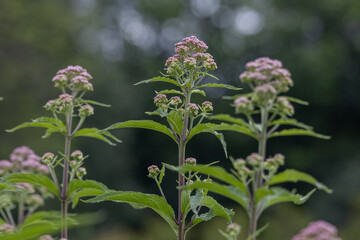Full frame abstract texture background of budding Joe-Pye weed (eutrochium purpureum) wildflower blossoms with defocused background