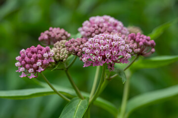 Fototapeta premium Full frame abstract texture background of pink blooming swamp milkweed (asclepias incarnata) wildflowers with defocused background. Also called rose milkflower, rose milkweed, and swamp silkweed.