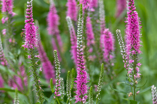 Full frame abstract texture background of pink blooming spiked speedwell (Veronica spicata) wildflowers with defocused background - Powered by Adobe
