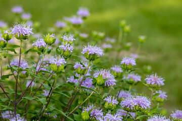 Obraz premium Full frame abstract texture background of purple blooming wild bergamot (monarda fistulosa) wildflowers with defocused background