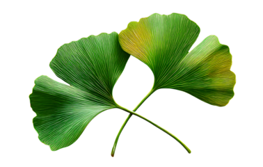Two Overlapping Ginkgo Leaves with Stems Crossed, Side-Angled Composition, Isolated on Transparent Background