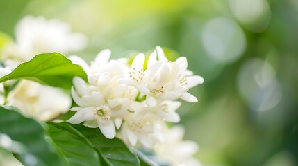 Obraz premium White Flowers and Green Leaves Close-up Nature Bokeh