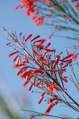 Penstemon pinifolius Compactum is hands down one of the very best native wildflowers for waterwise...
