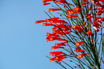 Penstemon pinifolius Compactum is hands down one of the very best native wildflowers for waterwise...