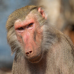 baboon portrait close up head