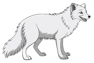 An arctic fox stands alert on a white background