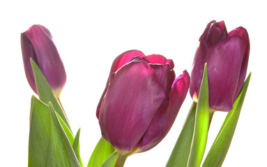 tulip isolated on white background