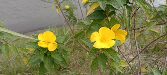 yellow wildflowers near a small river 