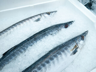 Fresh Barracuda or Seapike for sale at Fish market.