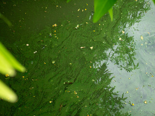 Blooming blue-green algae environmental water pollution problem.