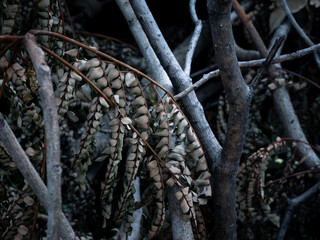 winter dry blue leave. nature view decoration background texture.