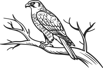 Fototapeta premium A falcon perches on a branch in this outline drawing