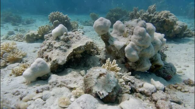 Ocean's Silent Suffering Bleached Coral Reef Landscape in a Clear Tropical Sea, a stark reminder of climate change and environmental impact.