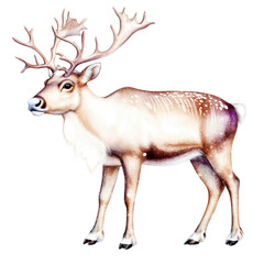 Obraz premium Beautiful realistic reindeer with large antlers standing on white background for seasonal holiday decoration