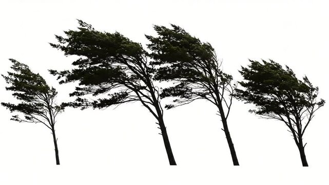 Wind-swept trees bending against strong gusts