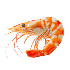 Cooked shrimp with orange stripes isolated on transparent background