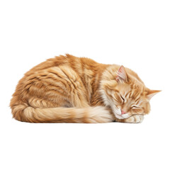 Peaceful orange tabby cat curled up sleeping in serene isolated on transparent background