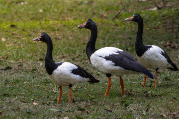 Three Magpie Geese with green grass background