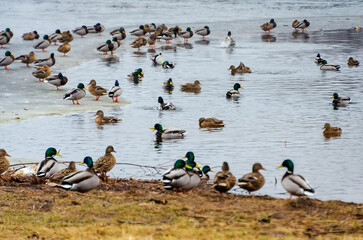 Fototapeta premium Mallards gather near a calm lake shore on an overcast spring morning. Ducks rest and interact by the water, shot from eye level on a natural lake shore, calm and observational mood