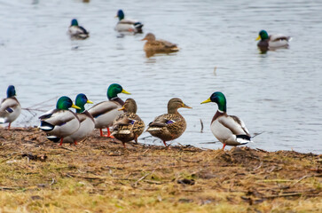 Mallards gather near a calm lake shore on an overcast spring morning. Ducks rest and interact by the water, shot from eye level on a natural lake shore, calm and observational mood