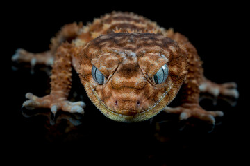Centralian rough knob-tail gecko (Nephrurus amyae) on isolated background, Nephrurus amyae or centralian rough knob-tailed gecko isolated on black background