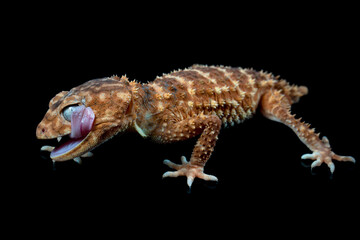 Centralian rough knob-tail gecko (Nephrurus amyae) on isolated background, Nephrurus amyae or centralian rough knob-tailed gecko isolated on black background