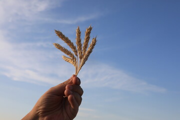 Hand holding ears of wheat in a field