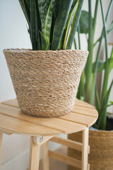Green plants in woven baskets on wooden stools indoors
