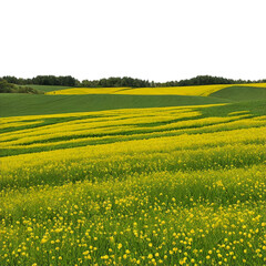 Rolling Yellow Fields: A breathtaking panorama of vibrant yellow rapeseed flowers undulating across a picturesque landscape.