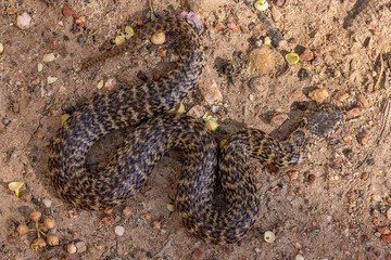 Australian De Vis Banded Snake on stony ground