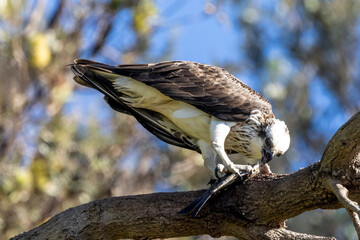 Australian Eastern Osprey perched in tree feeding on fish