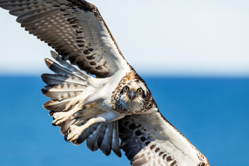 Eastern Osprey in flight over a Sydney Australia beach