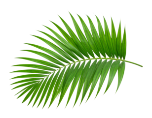 Vibrant Tropical Palm Leaf with Lush Green Foliage Isolated on Transparent Background PNG