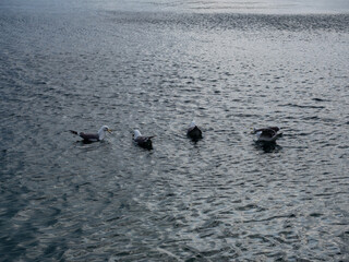 海に浮かぶ４羽の鴎