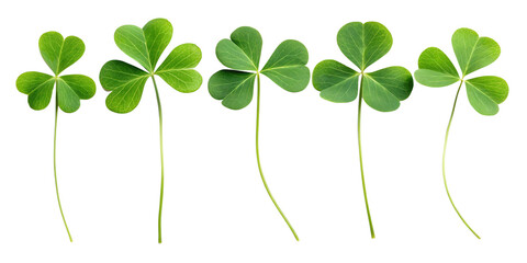Four leaf clover symbol for St Patrick's Day celebration on green nature background