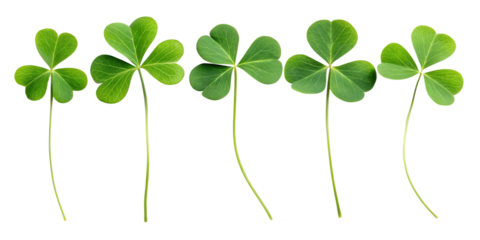 Four leaf clover symbol for St Patrick's Day celebration on green nature background