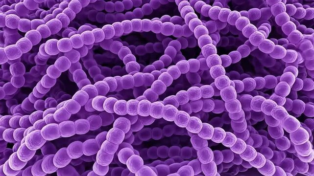 Network of Purple Streptococcus Bacteria