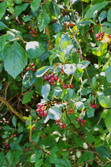black hawthorn or Douglas' thornapple (Crataegus douglasii)